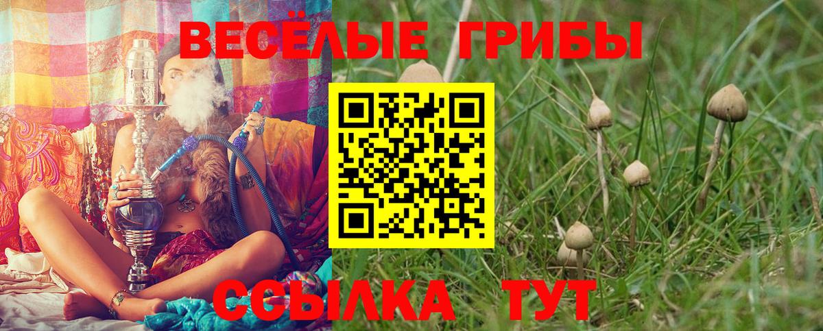 Мценск  Галлюциногенные грибы Cubensis  Вход с VPN 